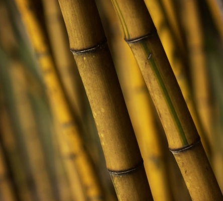 Bamboo