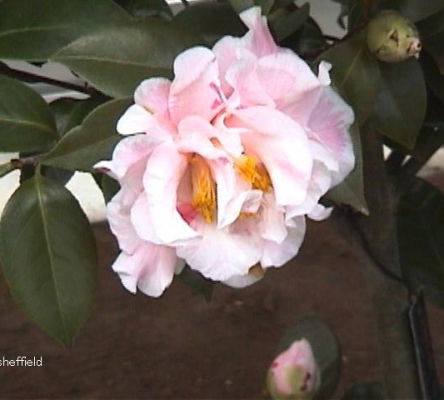 Betty Sheffield Camellia