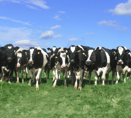Dairy Cows