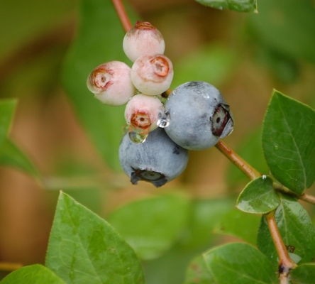 Blueberries