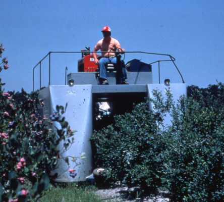 Blueberry Harvest