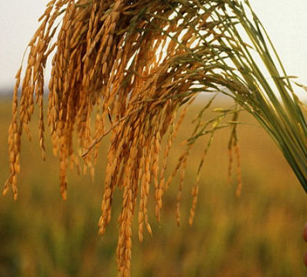 Rice Plant