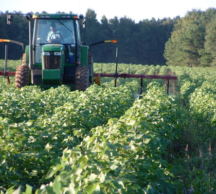 Cotton Farm