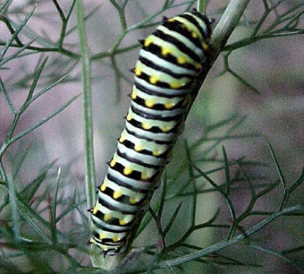 Swallowtail Caterpillar