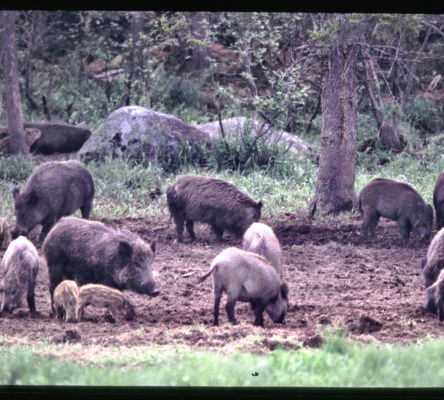 Feral Hogs