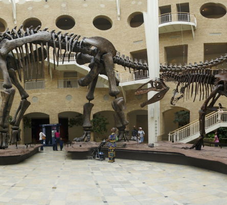 Dinosaur Exhibition at Fernbank