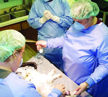 Fort Valley State University Veterinary Sciences