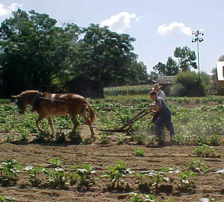 Mule Plowing