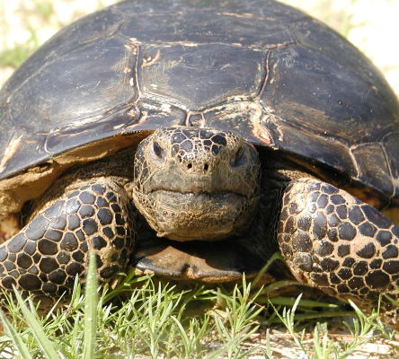 Gopher Tortoise