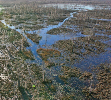 Grand Bay Wildlife Management Area