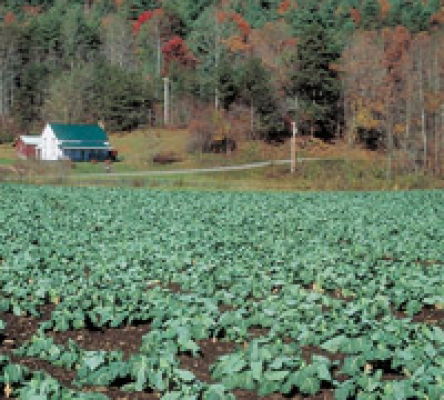 Cabbage Farm