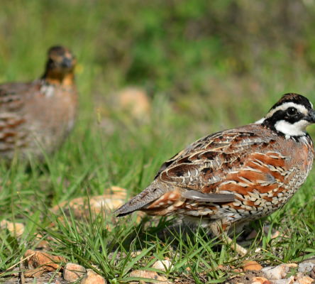 Male Northern Bobwhite