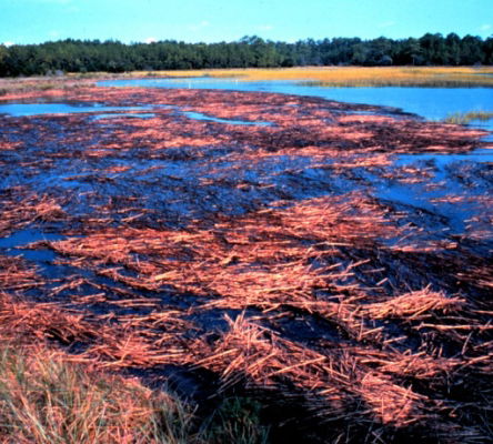 Marsh Detritus