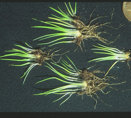 Mat-forming Quillwort