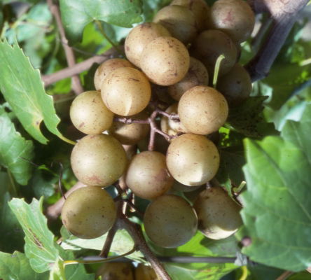 Muscadine Grapes