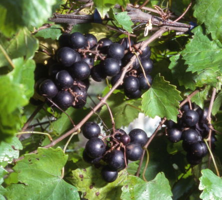 Muscadine Grapes