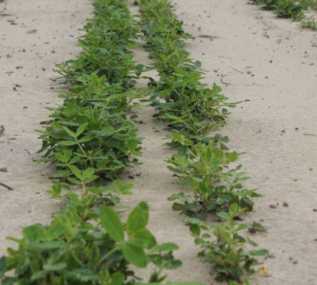 Peanuts and Sandy Soil
