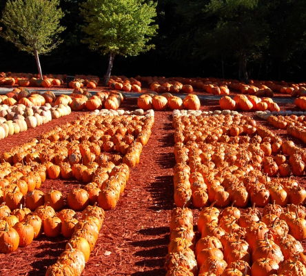 Pumpkin Farm