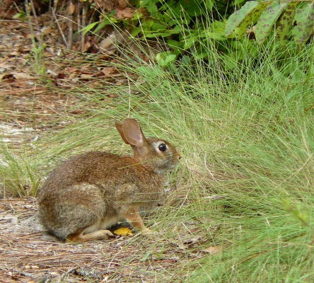Reed Bingham State Park