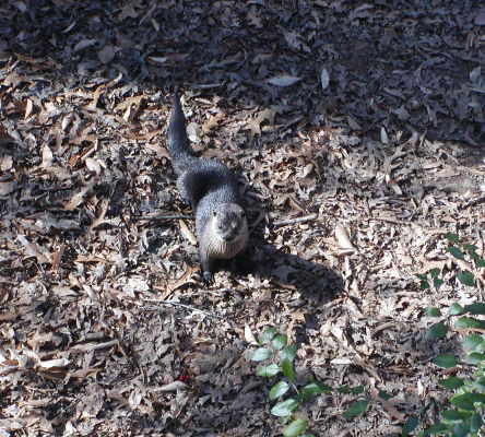 River Otter