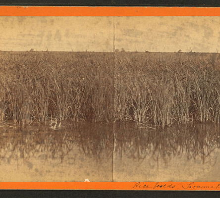 Flooded Rice Field