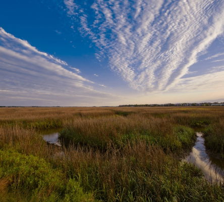 Tidal Marsh
