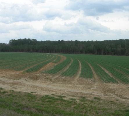 Vidalia Onion Crop