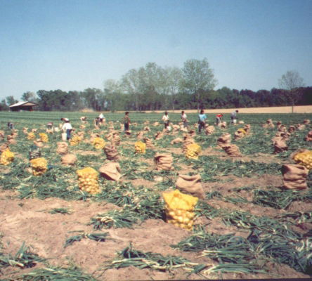 Vidalia Onion Harvest