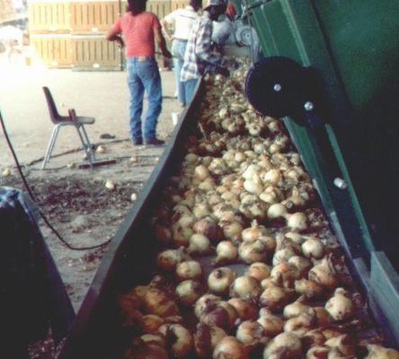Vidalia Onions