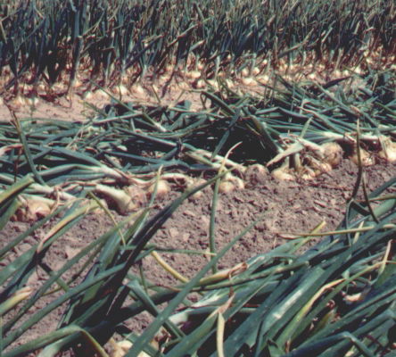 Vidalia Onion Harvest