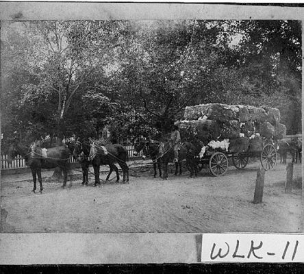Wilkes County Cotton