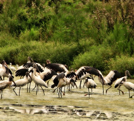 Wood Storks