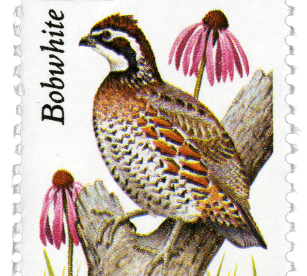 Bobwhite Quail